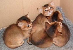 Ankober Breeding Cattery